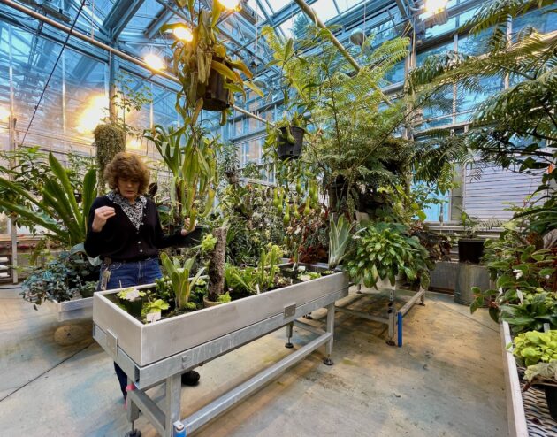 Im Inneren des neuen Gewächshauses der Universität Washington, wo ein technisches Upgrade die 6.000 Pflanzen bei Laune hält